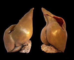 Coquillage fécond - Argile cuite patinée 45 x 31 cm